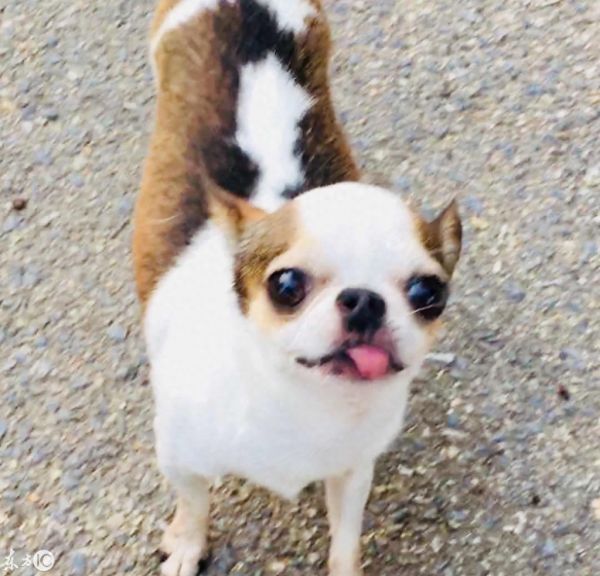 用手机，给你的爱犬拍一套写真吧！萌宠拍摄技巧大全！