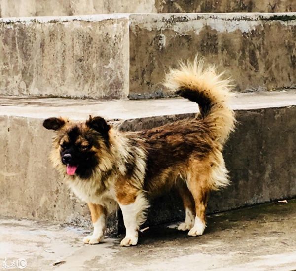用手机，给你的爱犬拍一套写真吧！萌宠拍摄技巧大全！