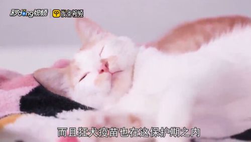 被自己家的猫抓伤出血怎么办