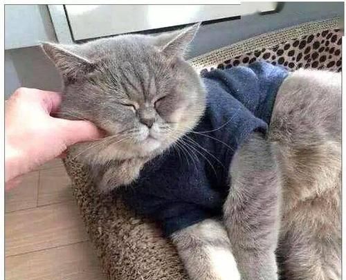 猫咪睡觉在脸边的含义解析（探讨宠物与人类之间的情感连接与信任关系）
