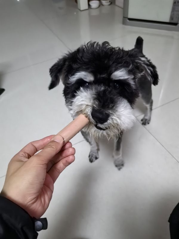 七岁雪纳瑞一只无偿求爱狗人士领养