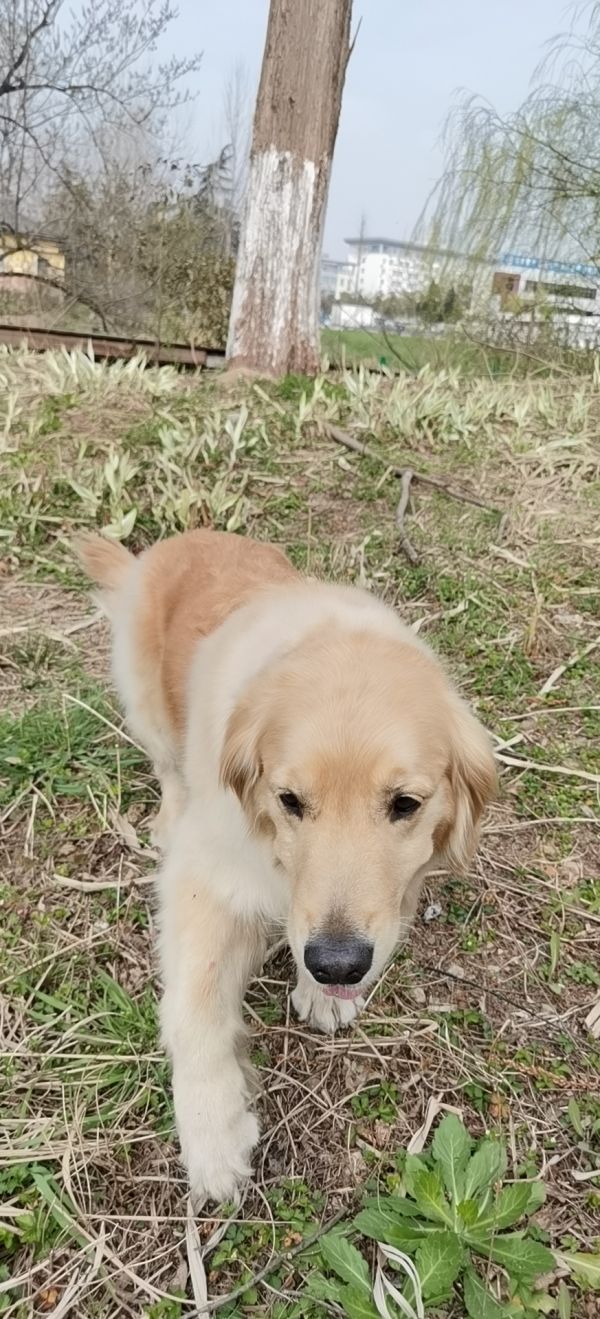 宠物爱犬金毛5岁待领养