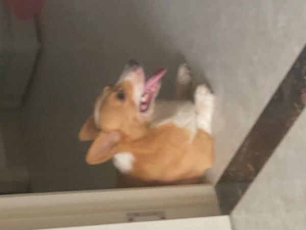 柯基免费送人