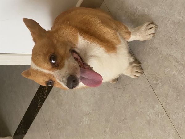 柯基免费送人