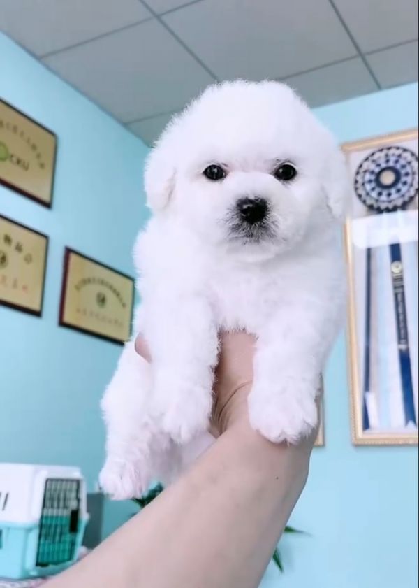 比熊