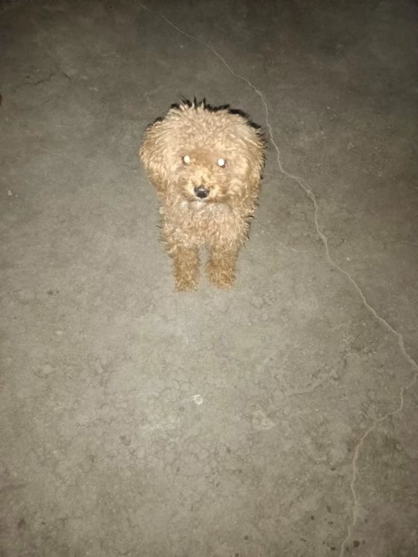 泰迪
