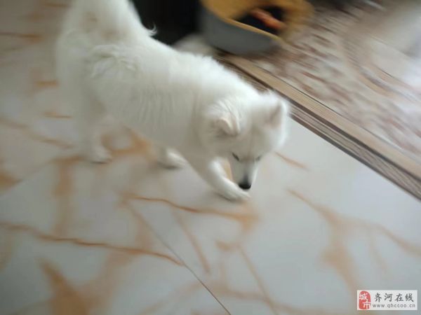出售六月龄萨摩耶价格可面议