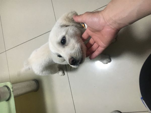 拉布拉多