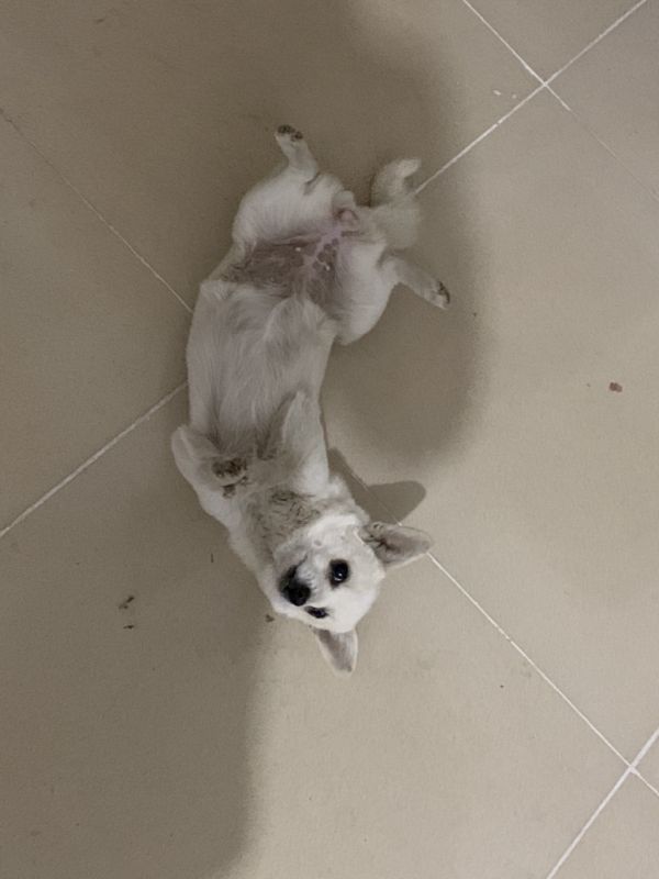 给小狗找个有爱心的主人