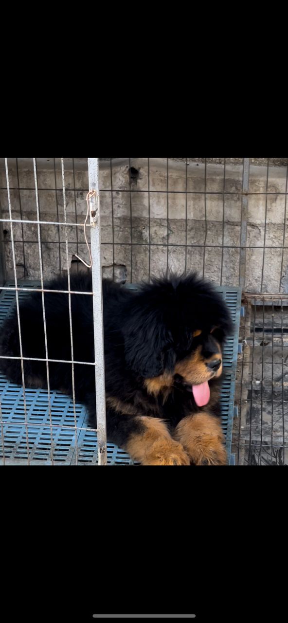 狮头小藏獒出售