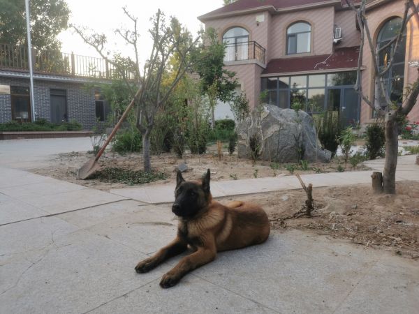 优质四个月马犬公，疫苗已打。