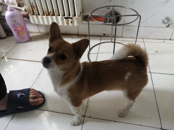 柯基犬，六个月