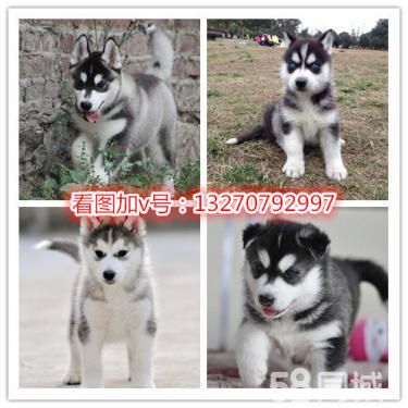 3个月的哈士奇1300元（公母均有）
