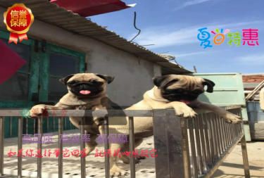 出售纯种巴哥幼犬品相好 健康保证质量保证纯正