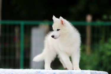 出售高品质双蓝眼三把火精品哈士奇幼犬