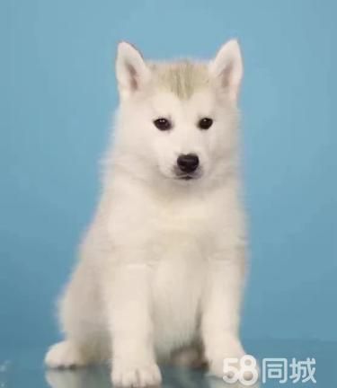 出售哈士奇雪橇犬品质保证包纯种健康欢迎当面挑选