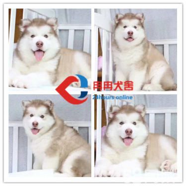 纯种阿拉斯加犬雪橇犬 巨型阿拉斯加犬 大骨架阿拉斯