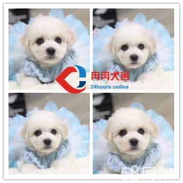 纯种健康比熊幼犬出售 可见幼犬父母 签署保证协议