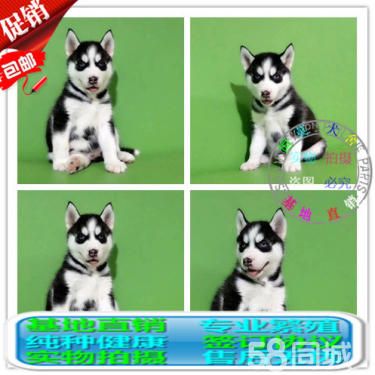 纯种蓝宝石眼睛三把火、西伯利亚幼犬、签协议质