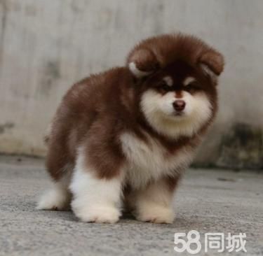 纯种阿拉斯加雪橇犬 巨型阿拉斯加幼犬 