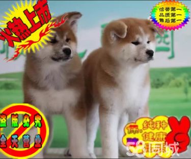 聪明忠诚的纯秋田犬可爱萌宠你的专属忠犬秋田血统