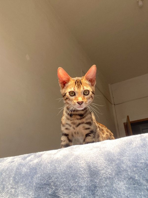 精品孟加拉豹猫