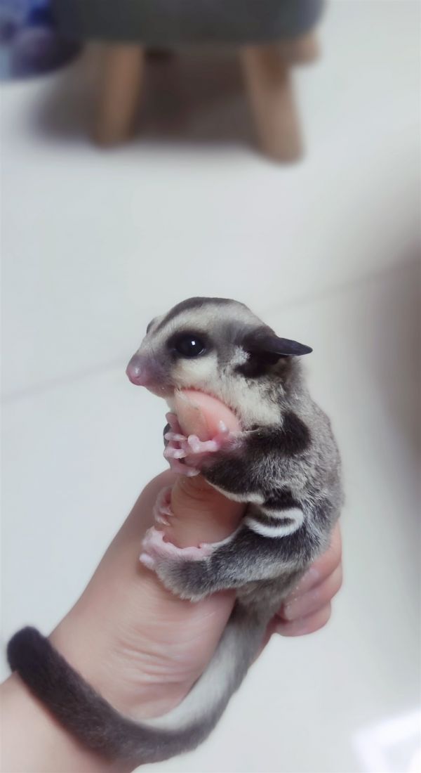 自家饲养蜜袋鼯幼蜜