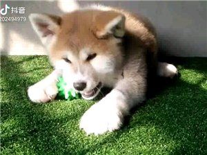 三个月.秋田