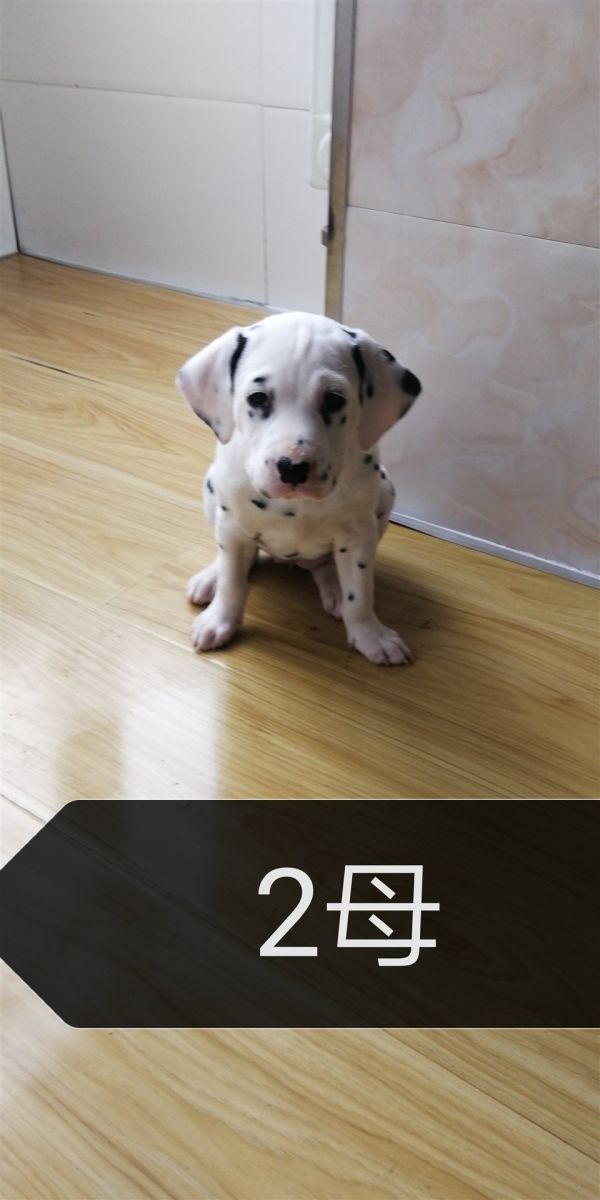斑点狗幼犬