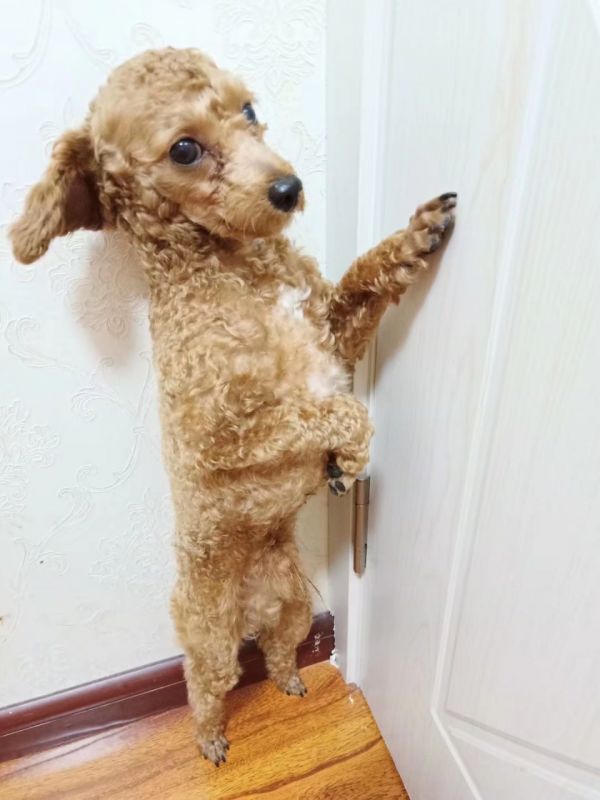 出售成年泰迪