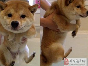 低价出售柴犬