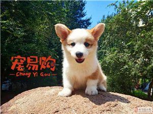 纯种柯基幼犬30天健康保障