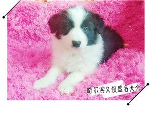 常年出售及借配超级冠军直孙边境牧羊犬
