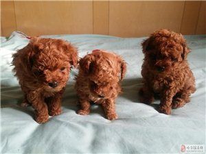 就剩一只了现低价500急售自家养纯种泰迪幼崽