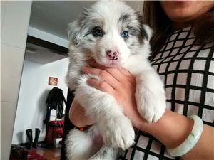 家养纯种边境牧羊犬