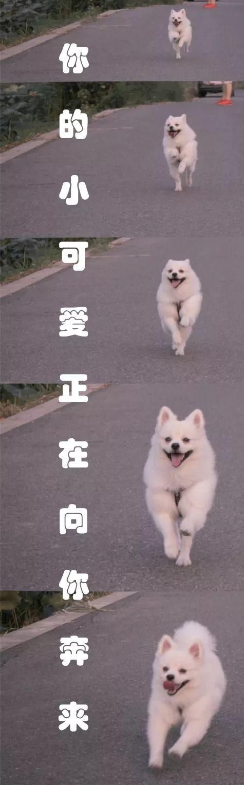 萌宠专属抖音挑战赛！快来举起小爪爪报名赢大礼包！