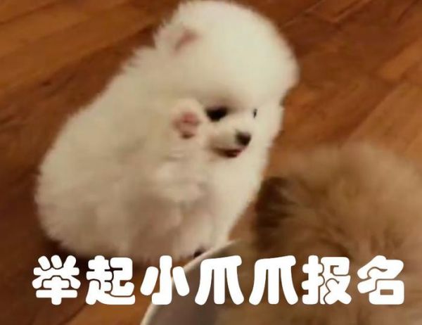 萌宠专属抖音挑战赛！快来举起小爪爪报名赢大礼包！