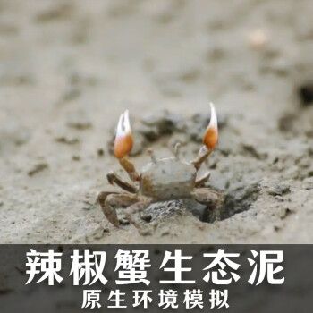 泽驭名宠迷你蟹辣椒蟹宠物鱼缸观赏