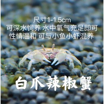 泽驭名宠迷你蟹辣椒蟹宠物鱼缸观赏