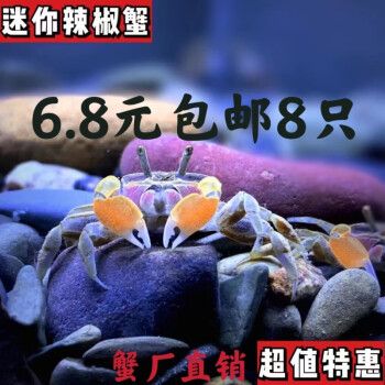 泽驭名宠迷你蟹辣椒蟹宠物鱼缸观赏
