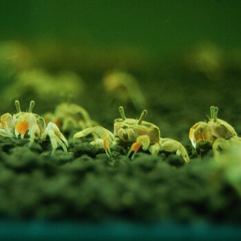 听白阁观赏虾活水族宠物虾清洁虾草