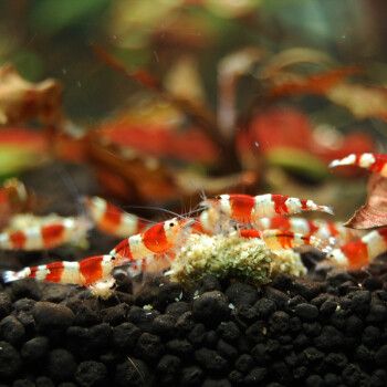听白阁观赏虾活水族宠物虾清洁虾草