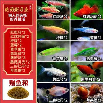 卡奇鱼斑马鱼淡水鱼观赏鱼小型