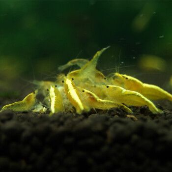 听白阁观赏虾活水族宠物虾清洁虾草