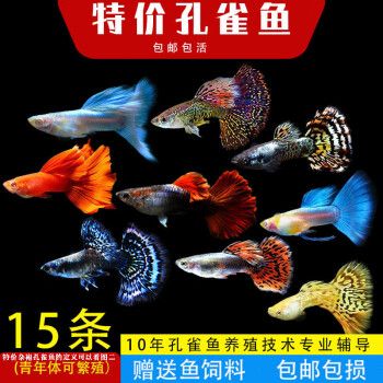森悠（SARYOR）孔雀鱼纯种观赏鱼小