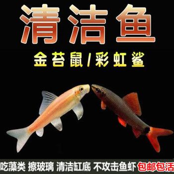 森悠（SARYOR）金苔鼠淡水鱼鱼缸清