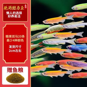 卡奇鱼斑马鱼淡水鱼观赏鱼小型