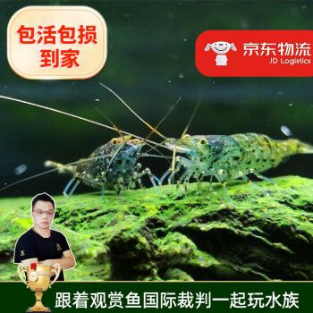云峰海瑞黑壳虾清洁虾观赏虾鱼缸