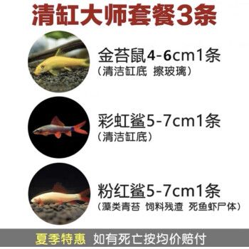 森悠（SARYOR）金苔鼠淡水鱼鱼缸清