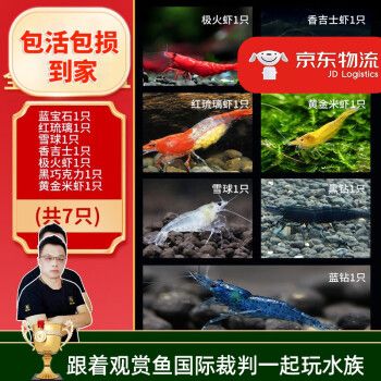 云峰海瑞黑壳虾清洁虾观赏虾鱼缸